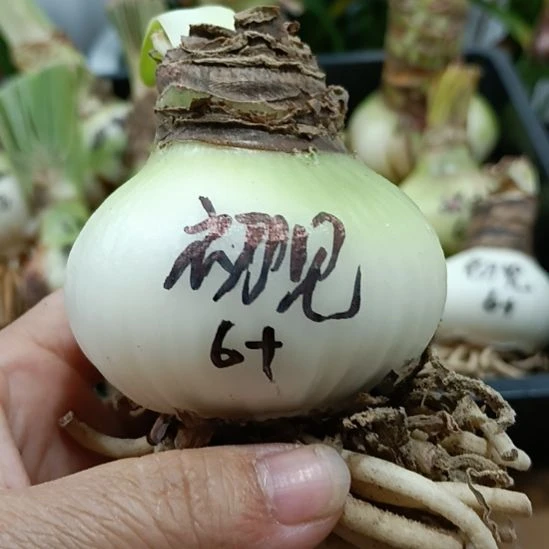 无花朵初见6+裸球发货