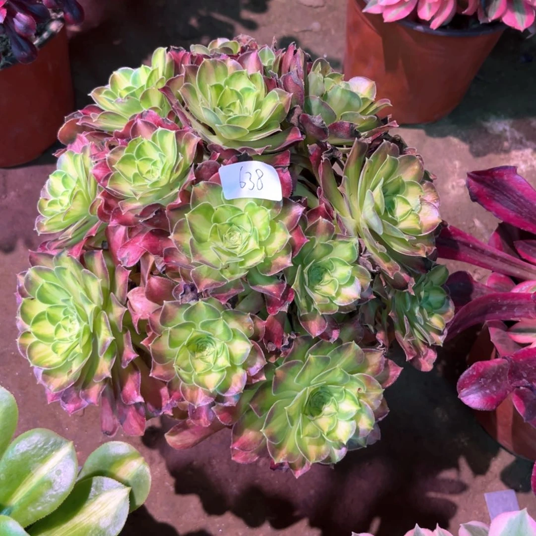 多肉植物韶华638