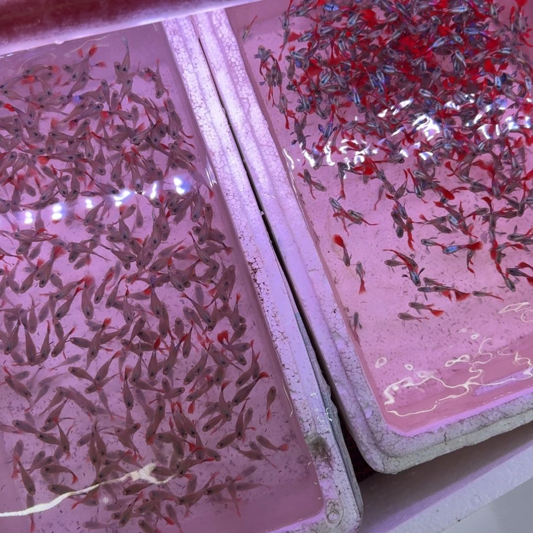 孔雀鱼象耳球苗20条