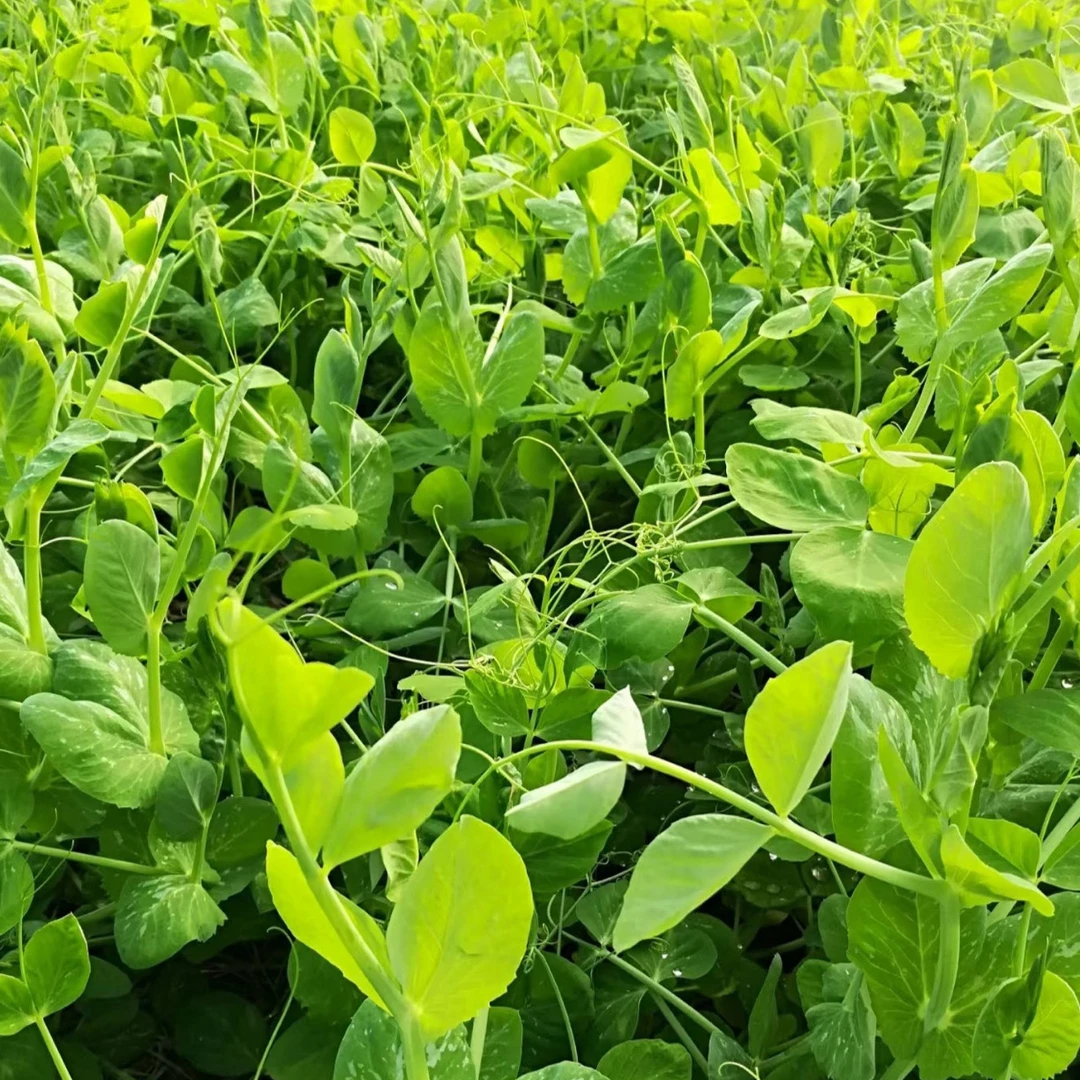 贵州新鲜现摘豌豆尖嫩尖嫩叶蔬菜火锅必备应季蔬菜坏单包赔