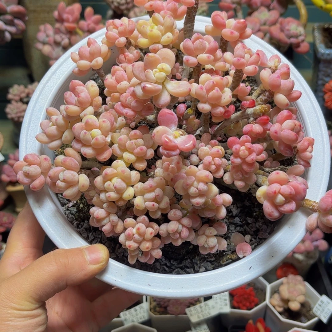 335罗琦19厘米（拼装带砍）
