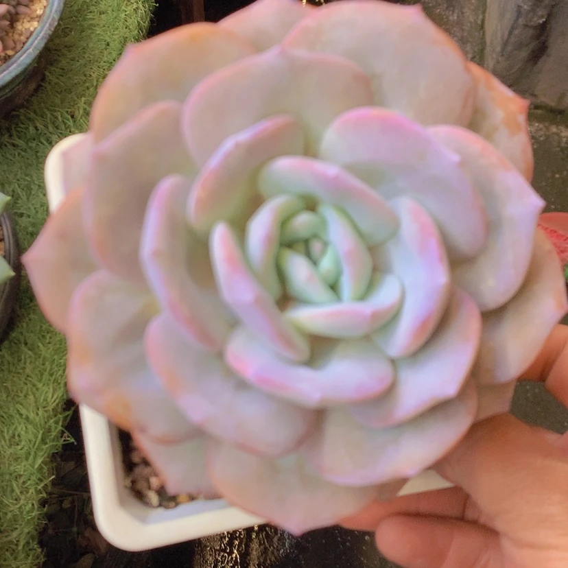 【闪购商品】彩虹奶茶