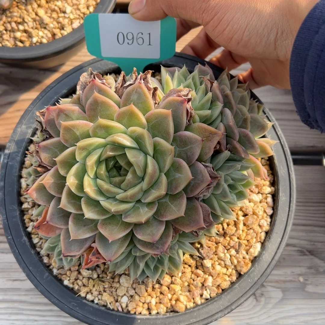 S****g0961多肉多多多多多多的