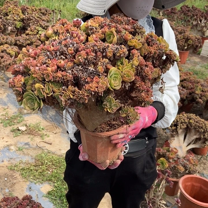 相***.699玫瑰缀化送两颗小