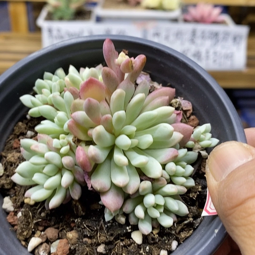 0433 小红蛋锦自然群