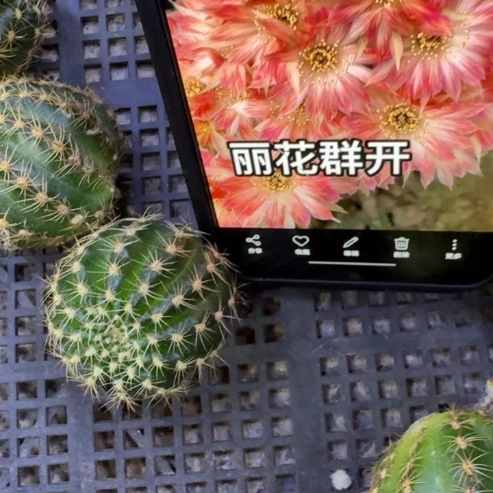 230丽花平面歪3公分左右无根侧牙，20包邮