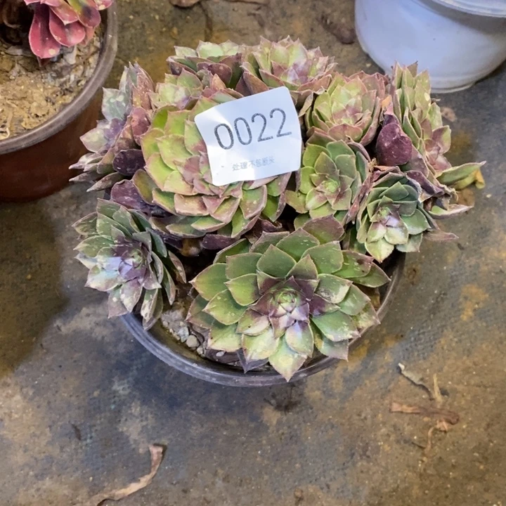 *****桃花石多肉断头不包0022