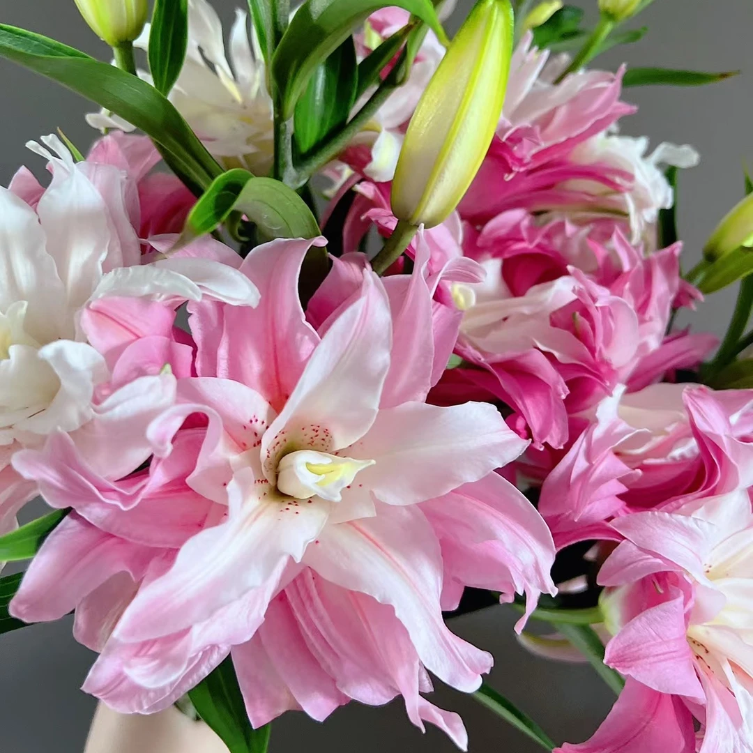 【伊莎贝拉】甜香多瓣香水百合鲜花基地直顺丰包邮