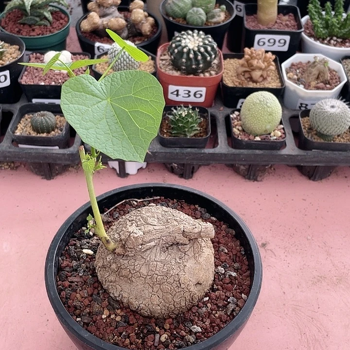 598泰国大荔枝龟块根