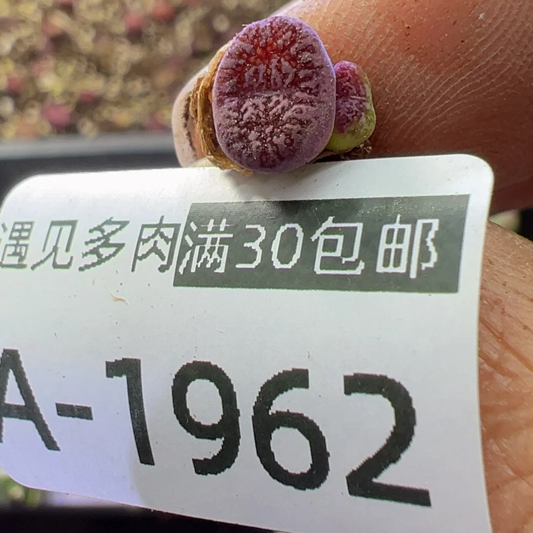 多肉植物1111111111111111111