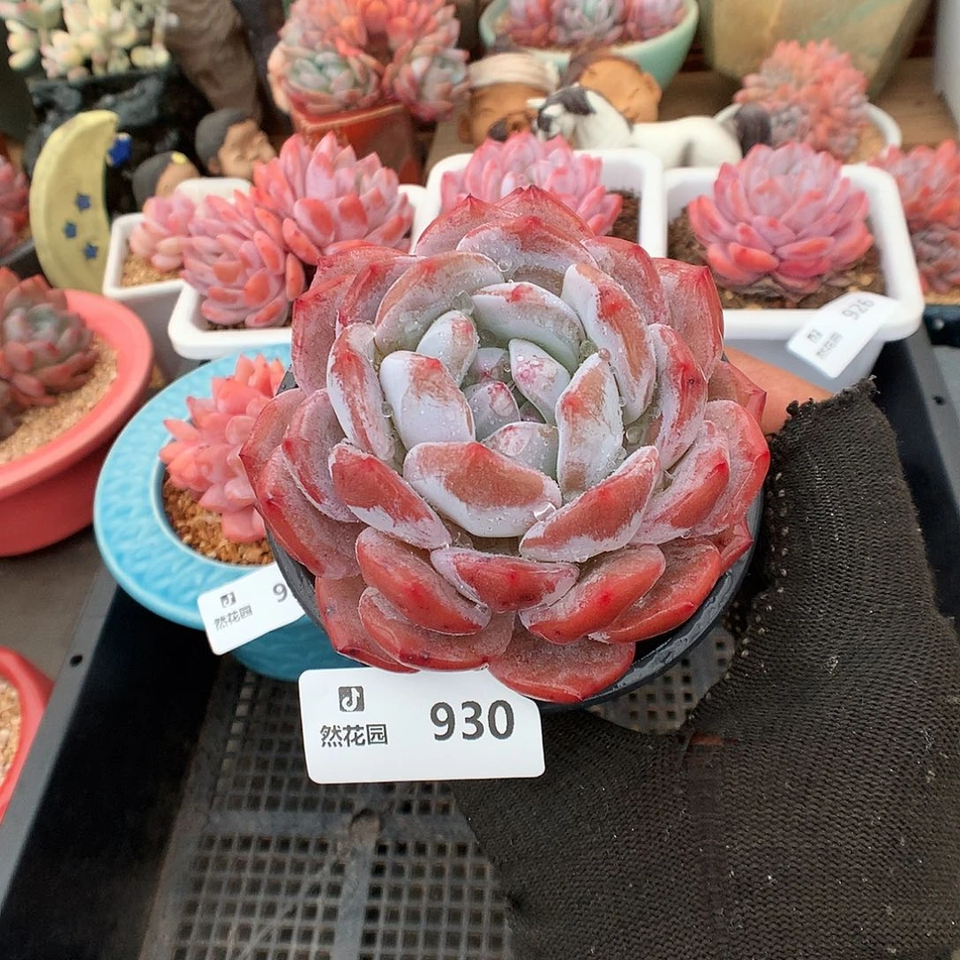 930星影多肉植物6666
