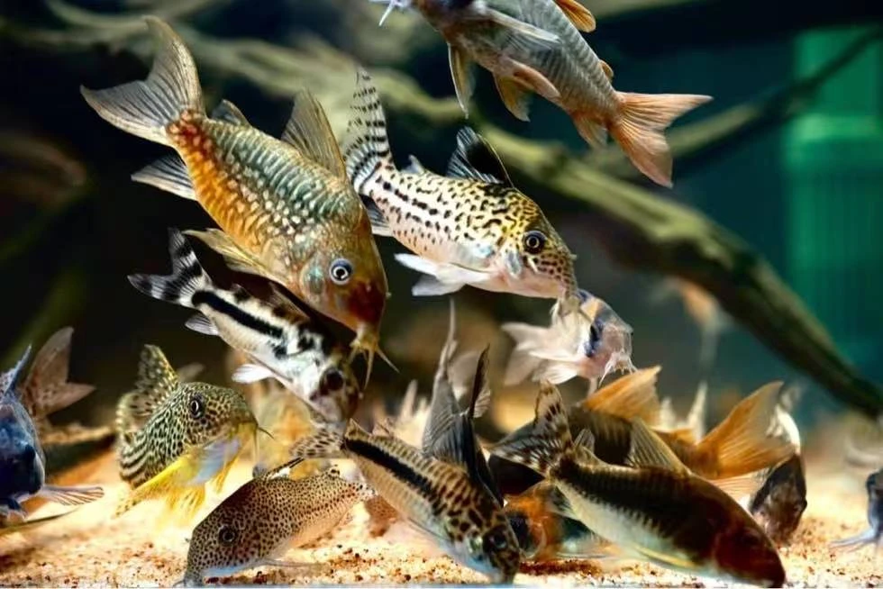 【女王二线】1条尺寸6+