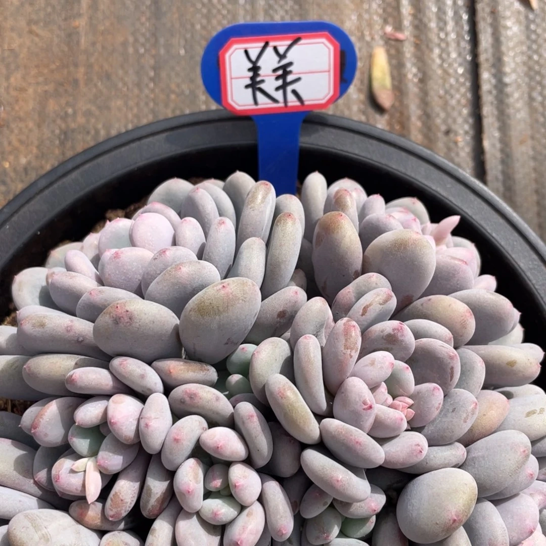 美*姐姐说她在看你微博