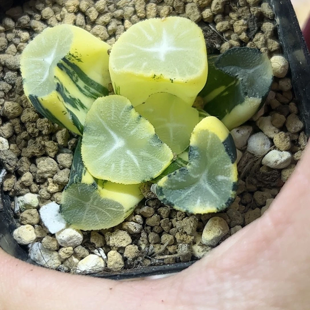 玉龙万象十二卷锦十二卷