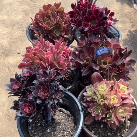 129多肉植物组合