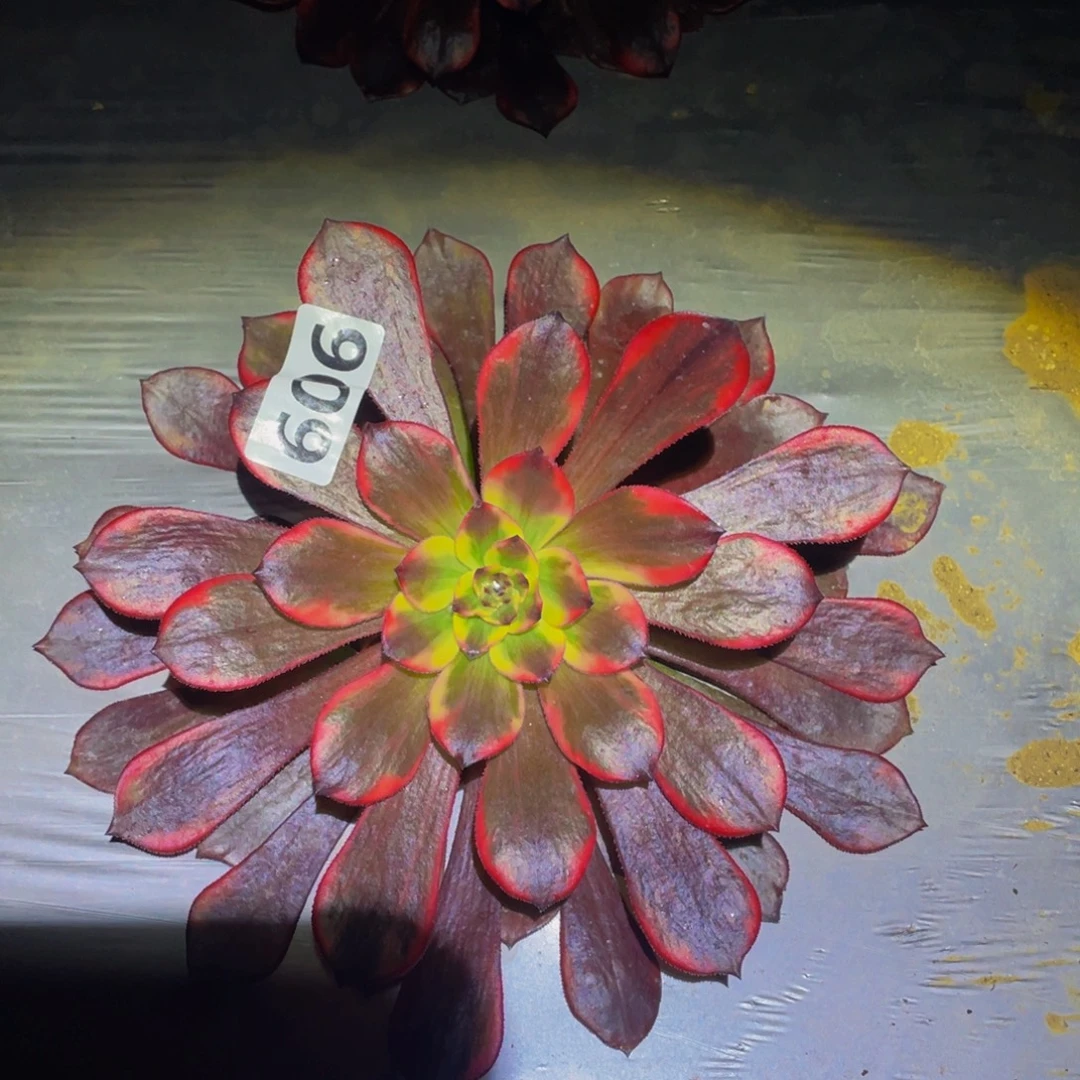 烟9花多肉植物606