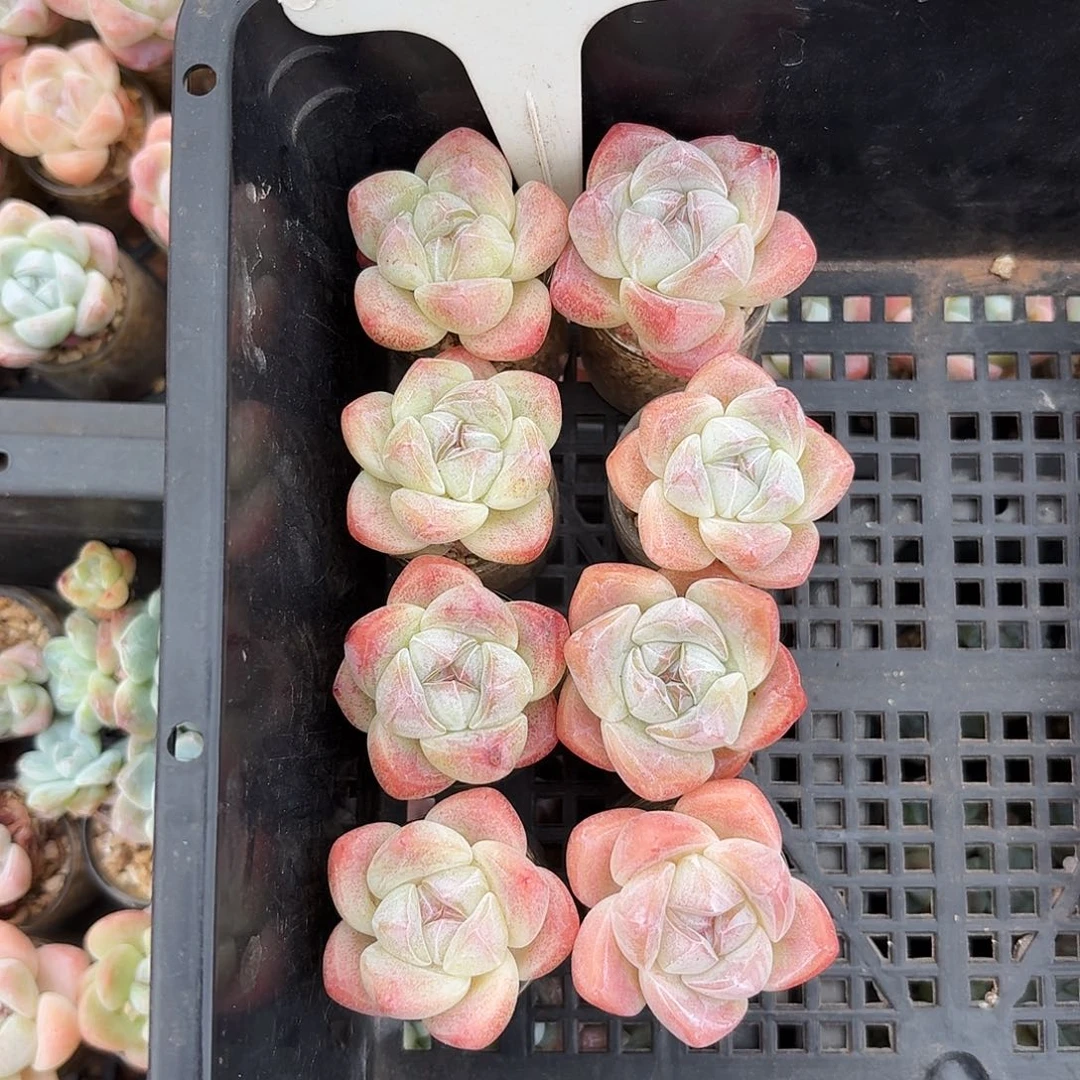 1171福利糖心冰玉一组带玻璃瓶发货