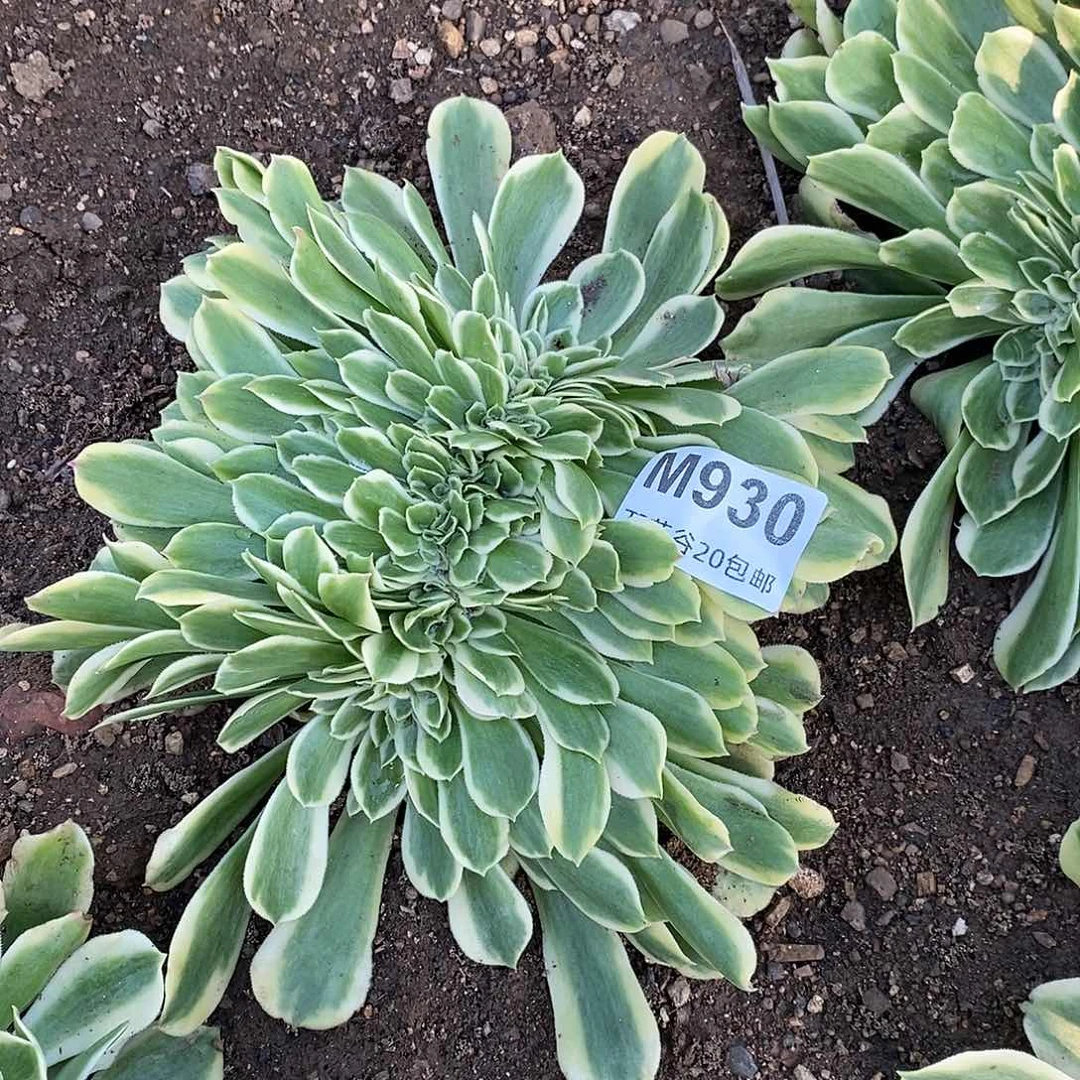 930绿豆沙缀多肉植物
