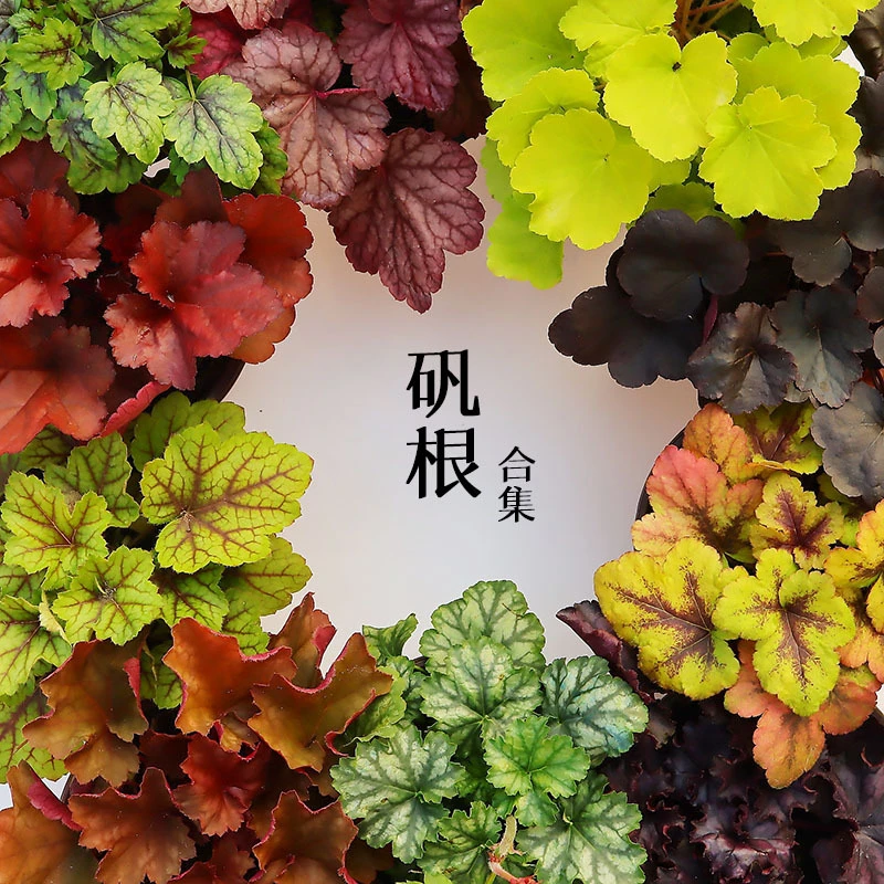 几何花开矾根绿植盆栽宿根花卉花园庭院室内耐寒工程绿化植物