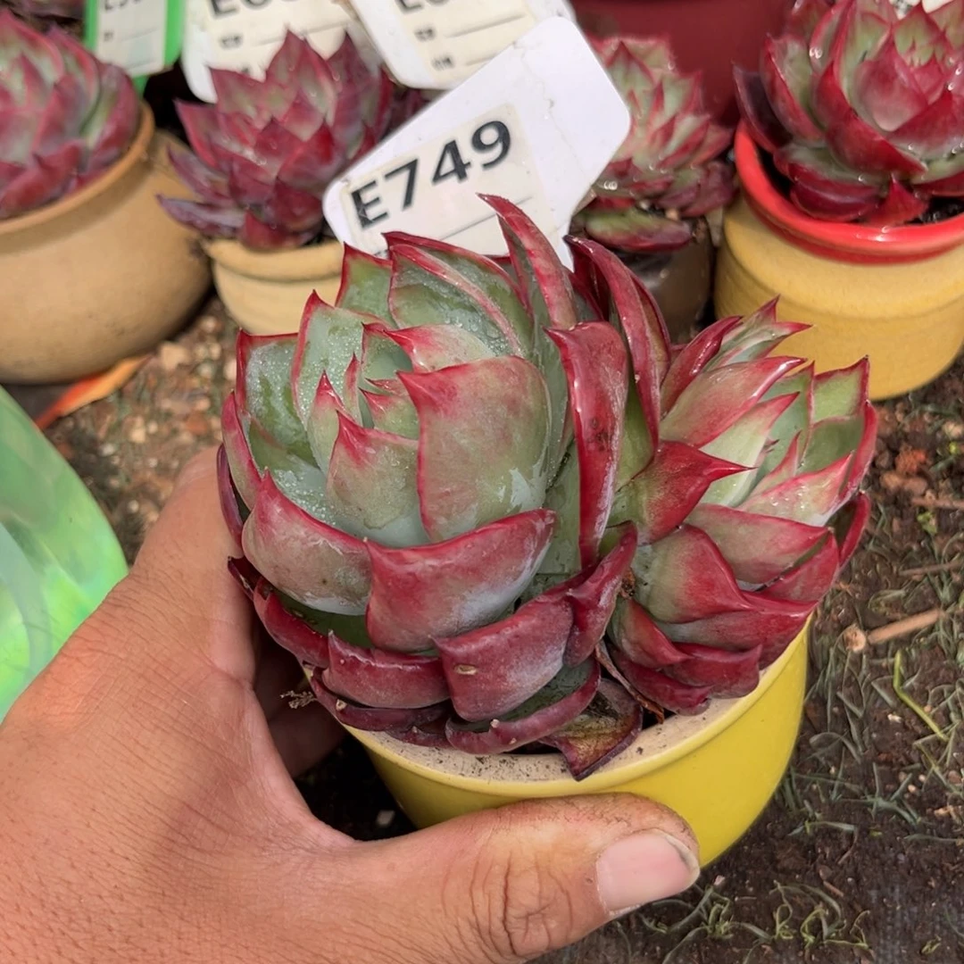 惊鸿一瞥749号多肉