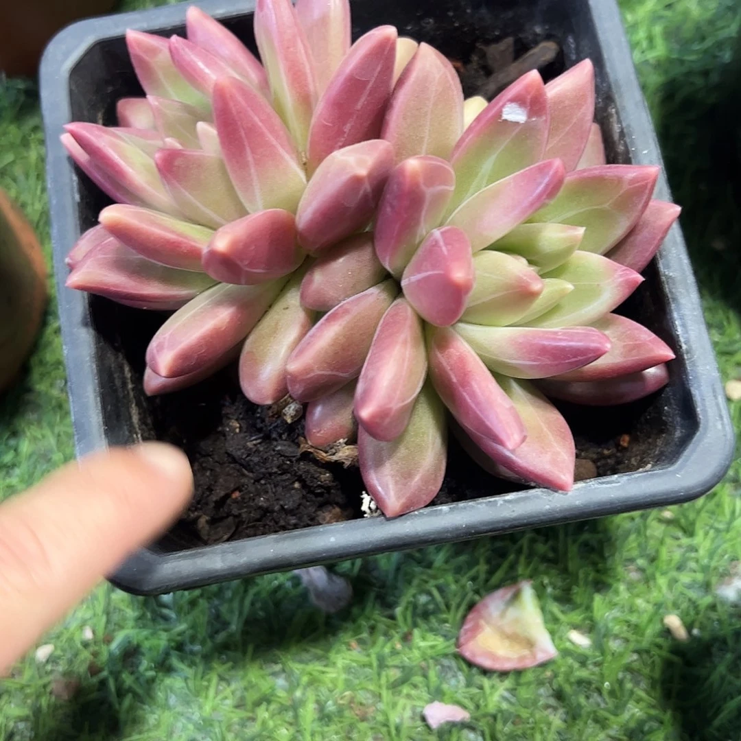 迷雾泡泡多肉植物