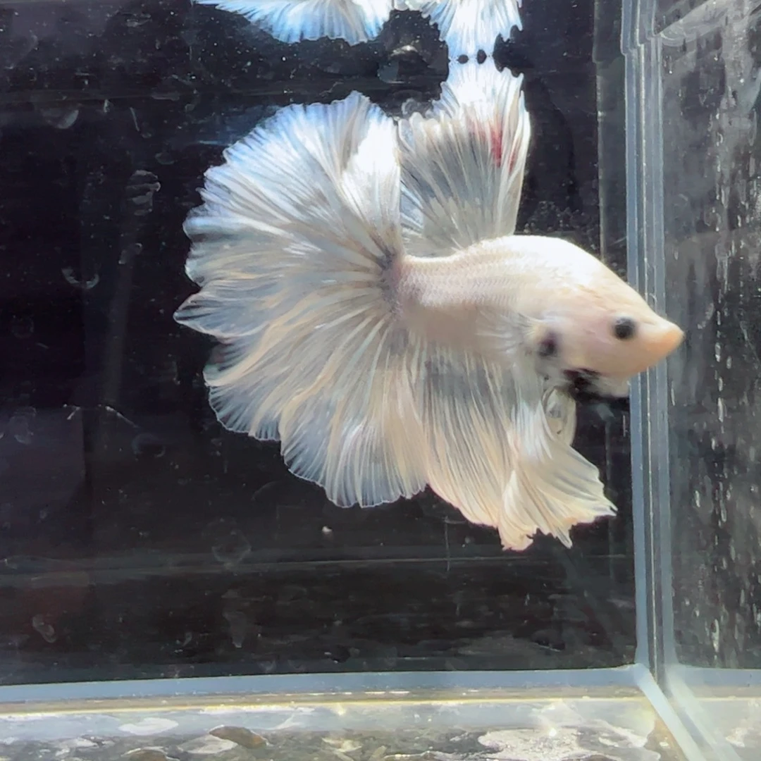 斗鱼浅色特殊尾hhhh