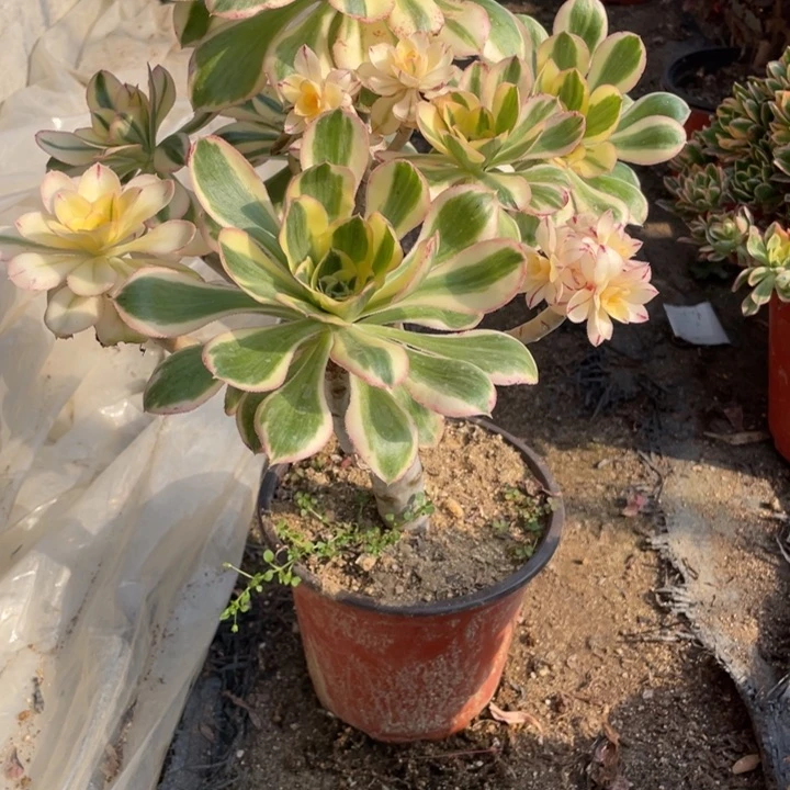 694点号燕姿锦多肉植物