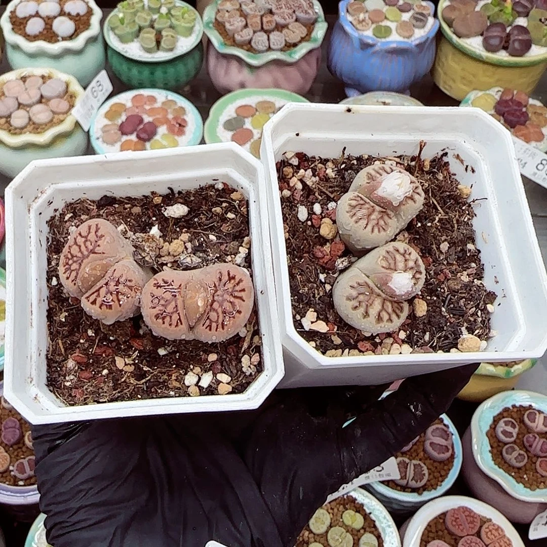 生石花满18包邮1124-91