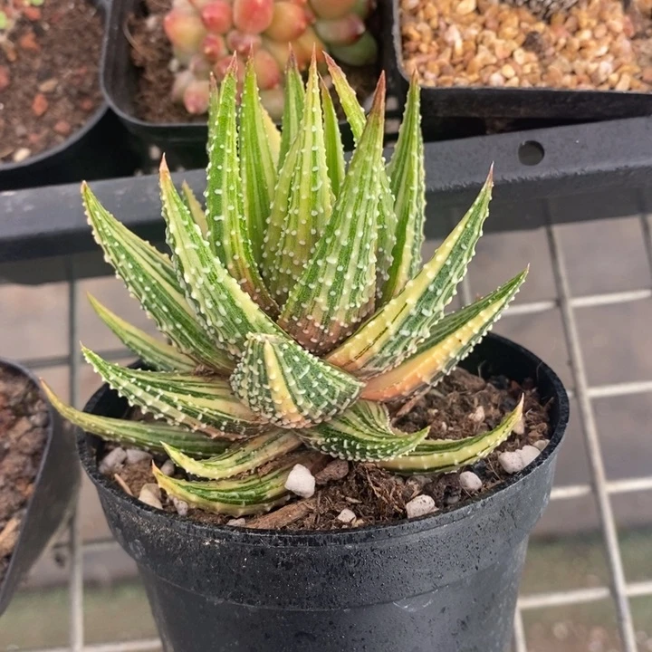 伯克利和格蕾纳等著名音乐