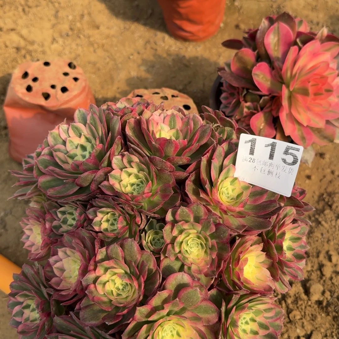 115号玉滋清棚不包损