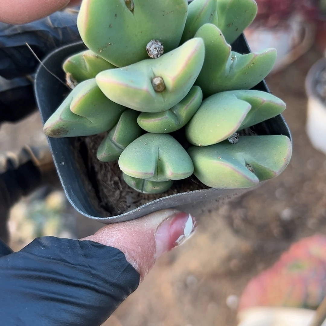 多肉植物少将开花