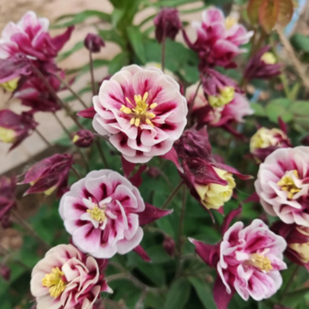 耧斗菜耐寒耐热多年生