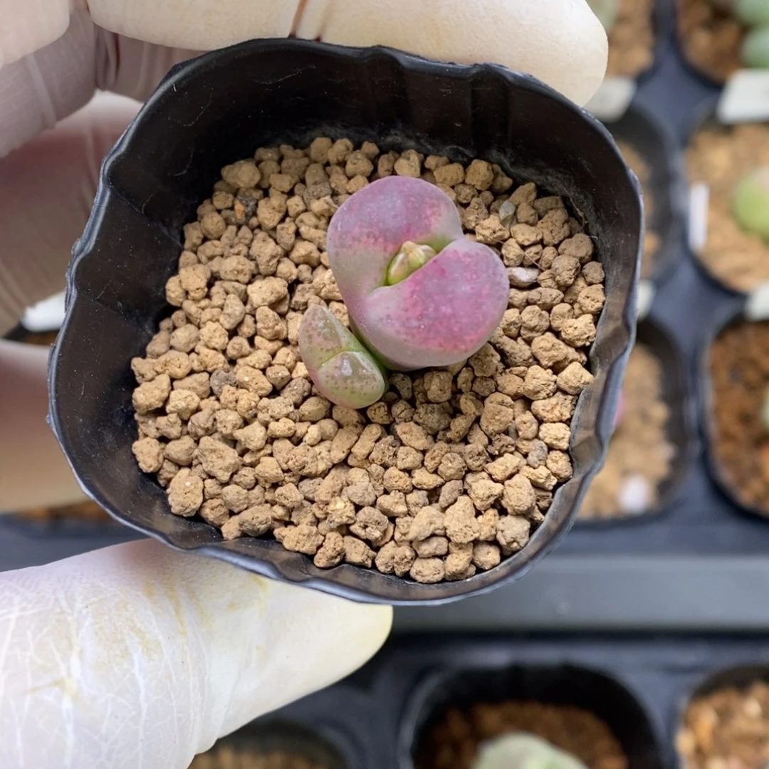 多肉植物肉锥杂交K-3281 风铃杂