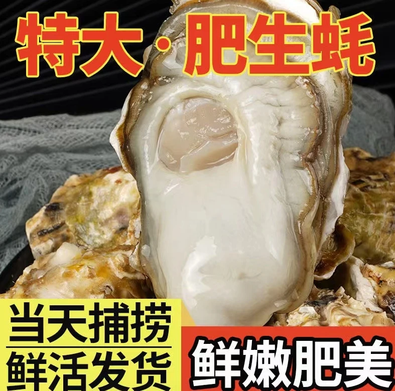 蚝王8xL 5斤送5斤到手10斤 鲜活特大生蚝牡蛎 顺丰发货