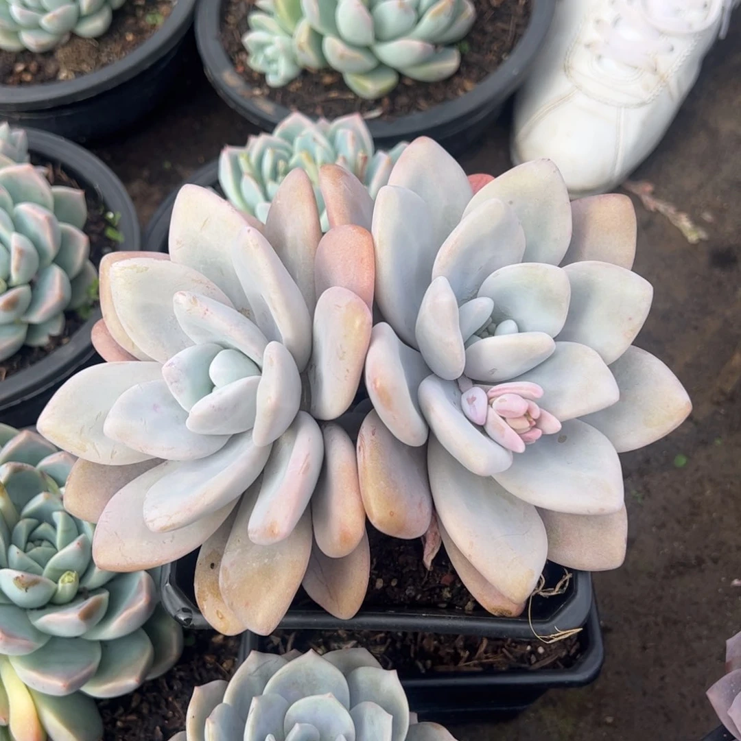 粉兔双头多肉植物
