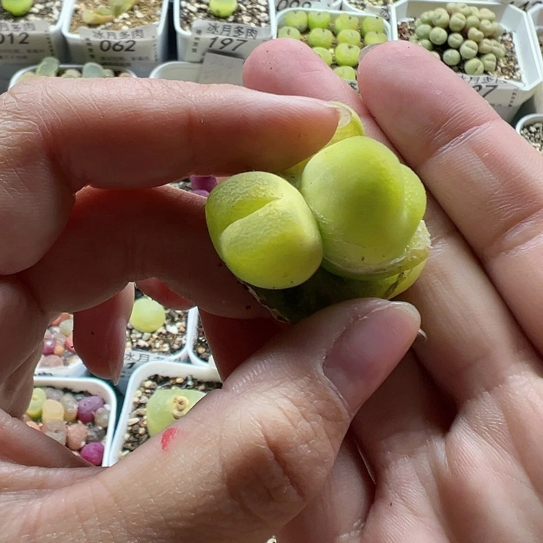 215蟠桃裸根发货