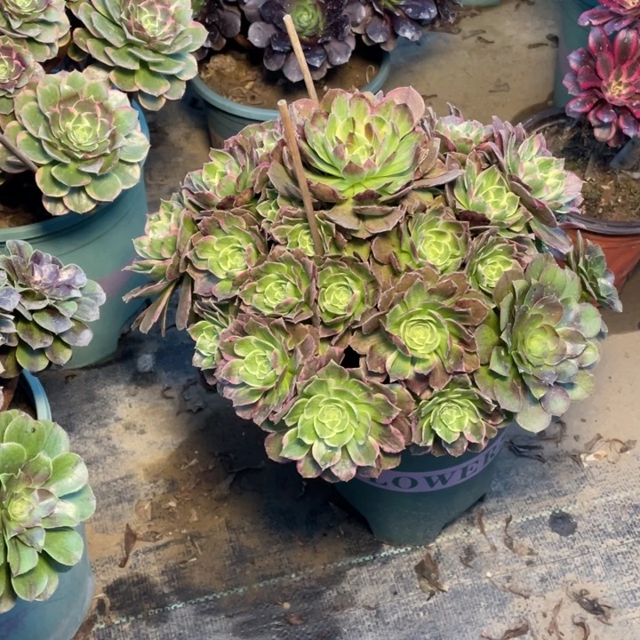 94水蜜桃多肉植物多肉