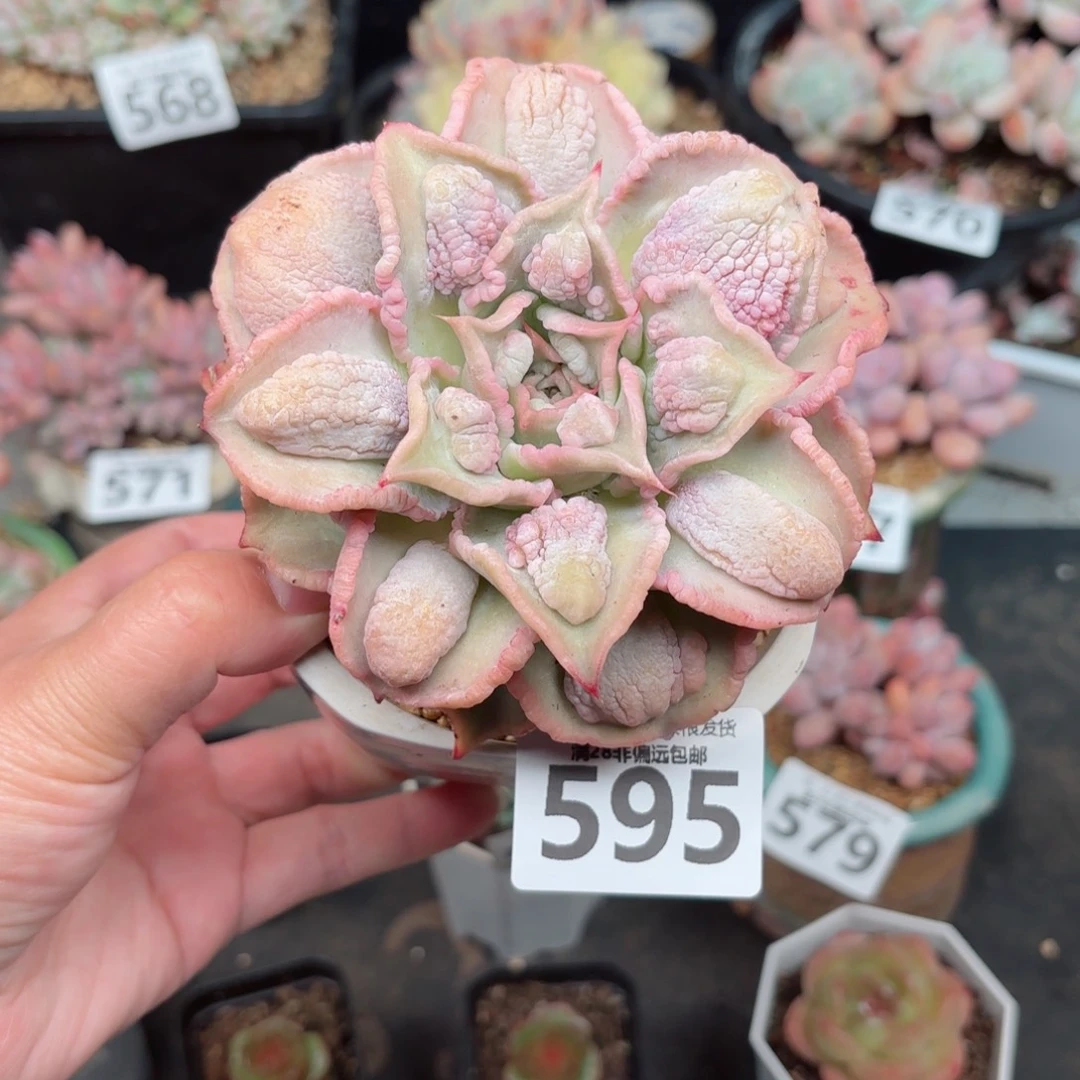 留财饺子皮无盆土发货