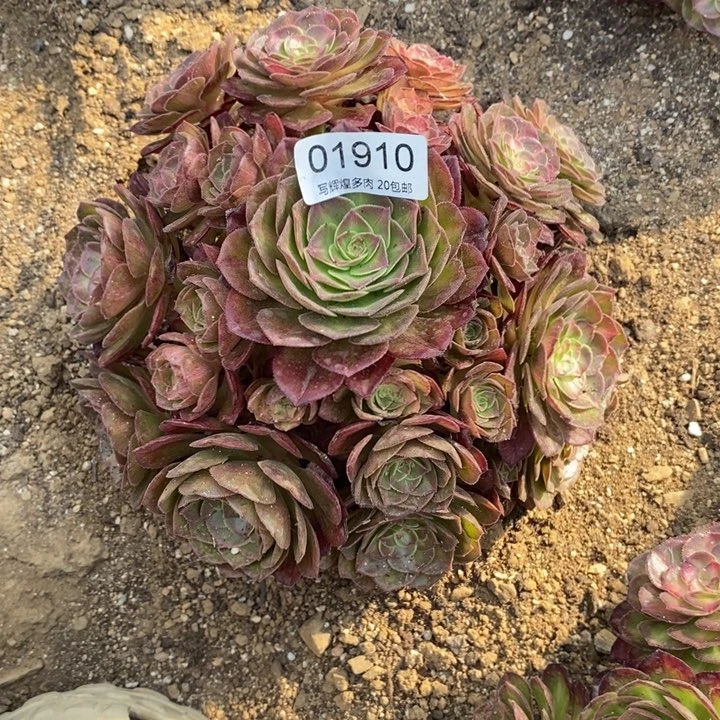 01910龙鳞多肉植物