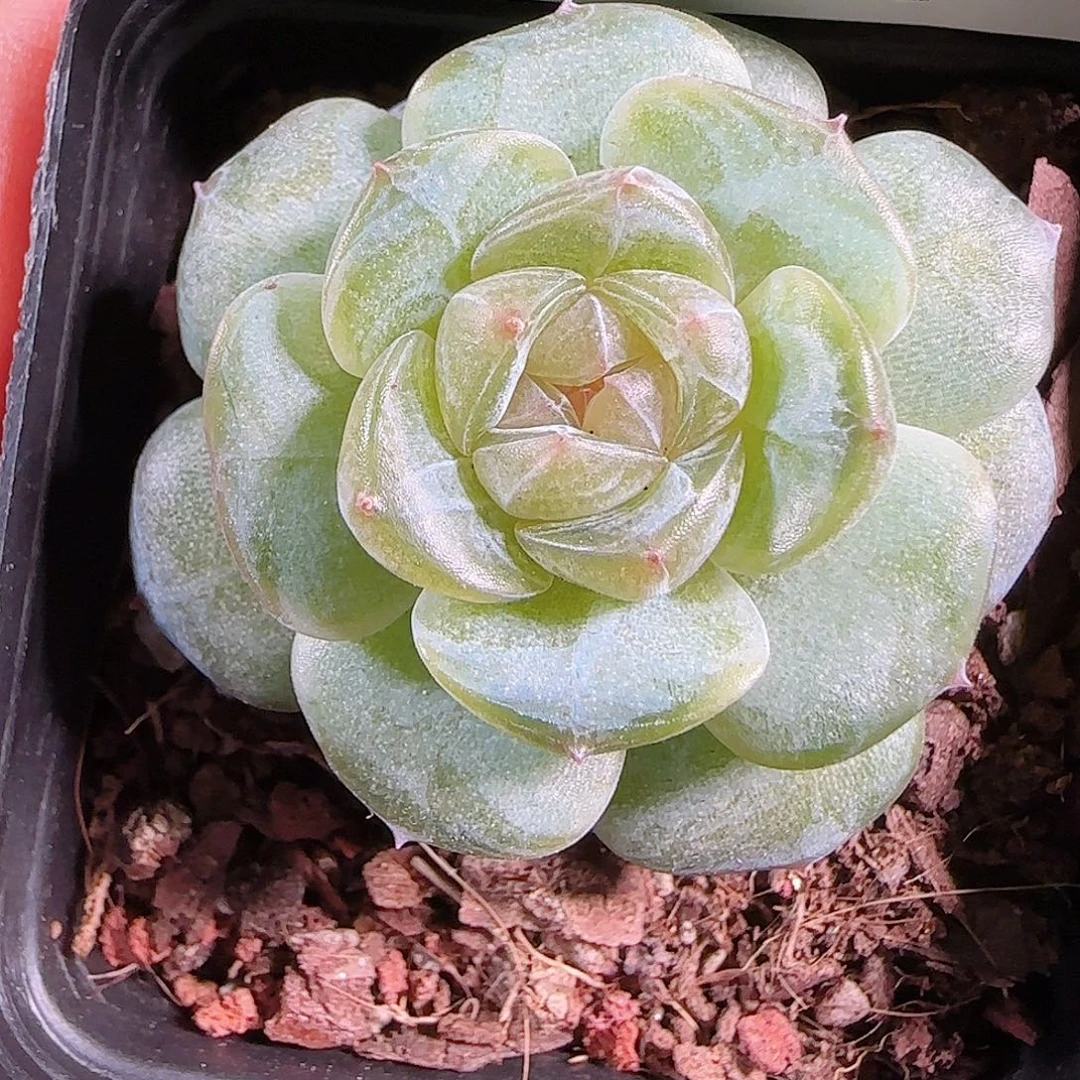 0917---102若画麦秆不包整