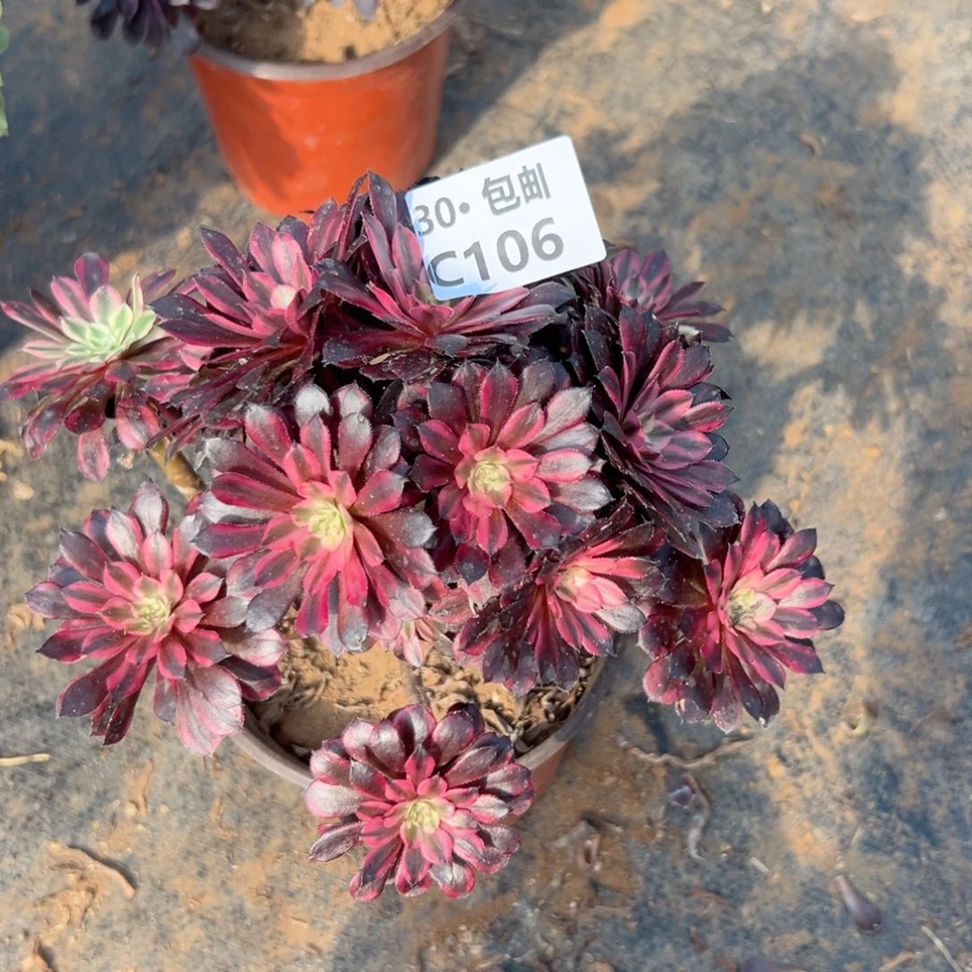 106 多肉法师黑天鹅