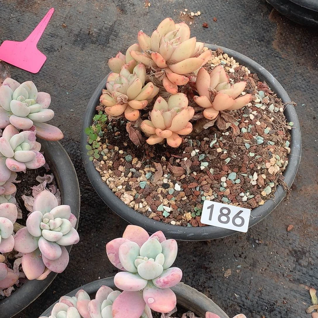 186 一物一拍多肉