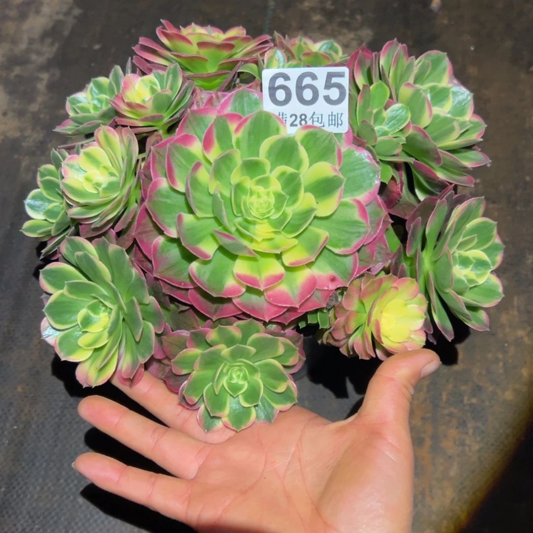 多肉植物665海仙的