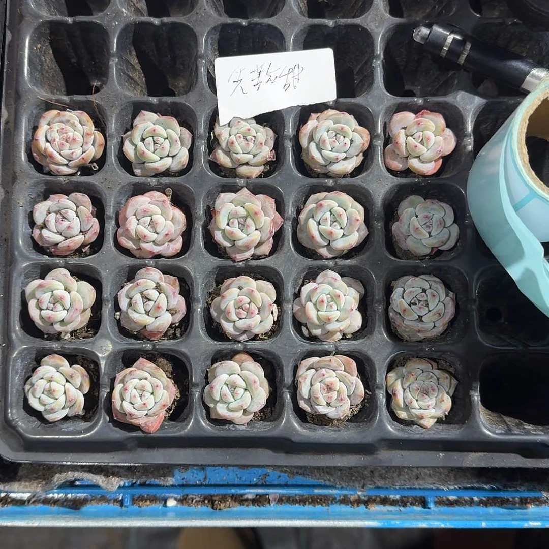 先苦后甜一物一拍