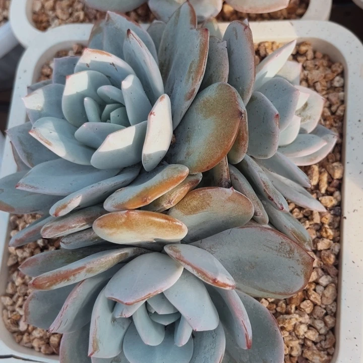 韩版奶茶3头粗桩包正版