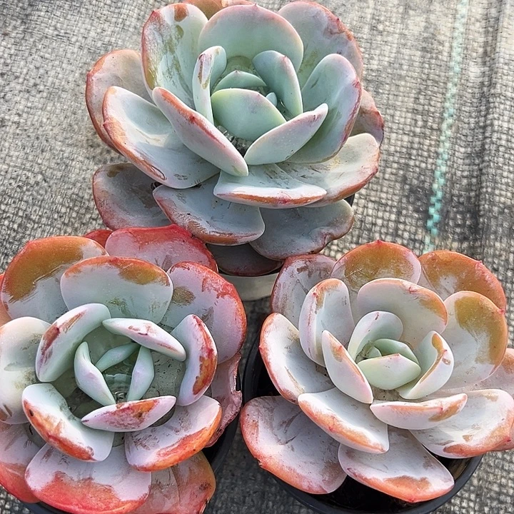 奶茶           福利