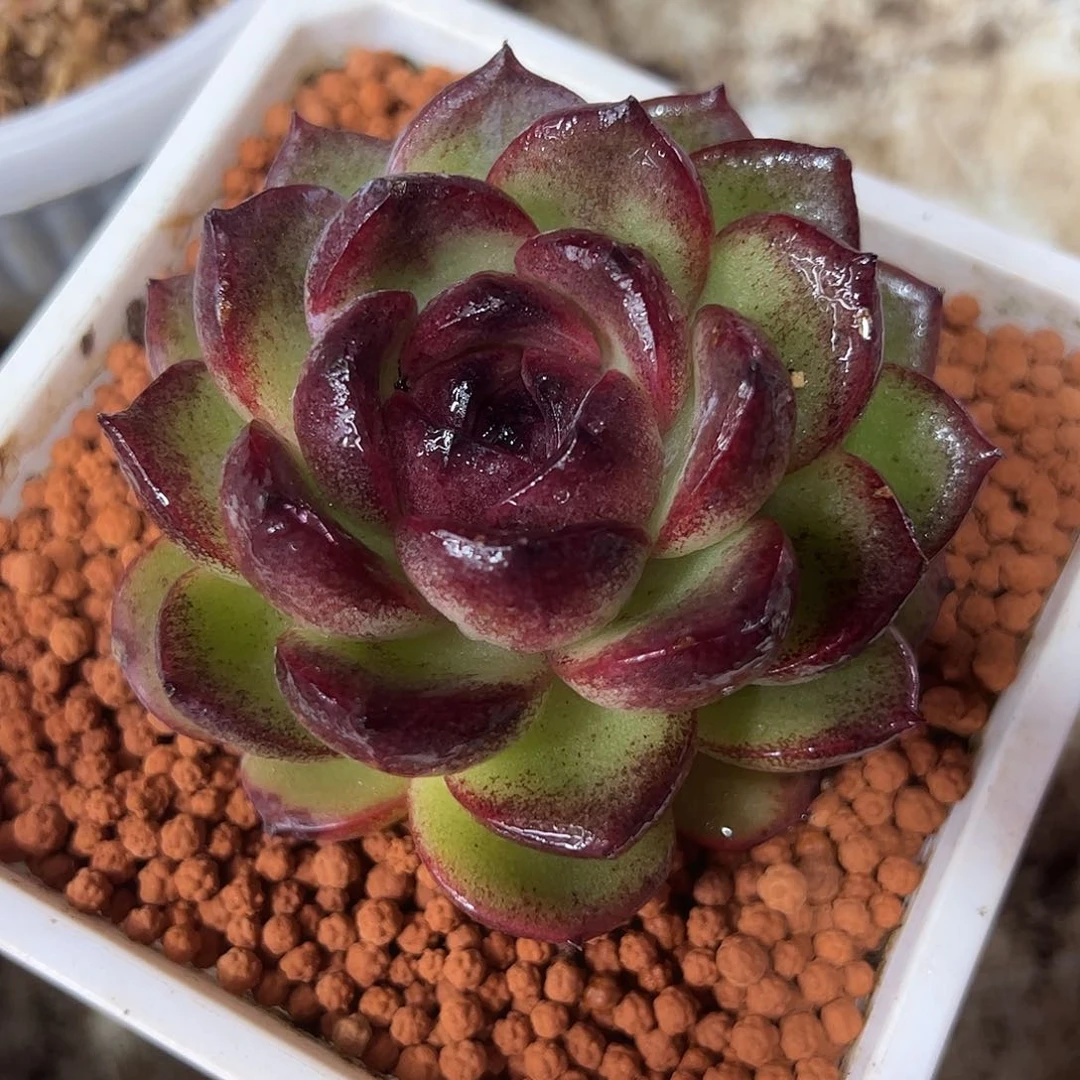 001黑橙多肉植物