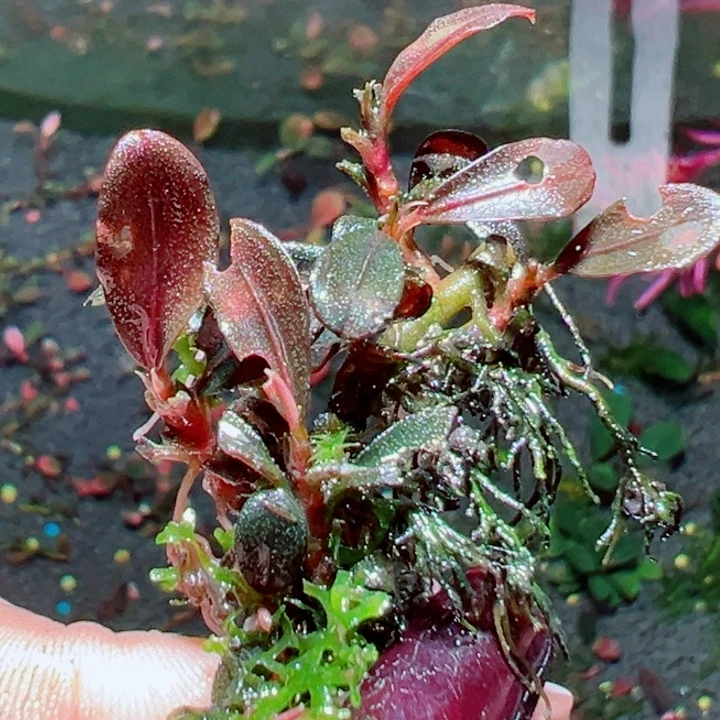 福利45号福利价植物一头