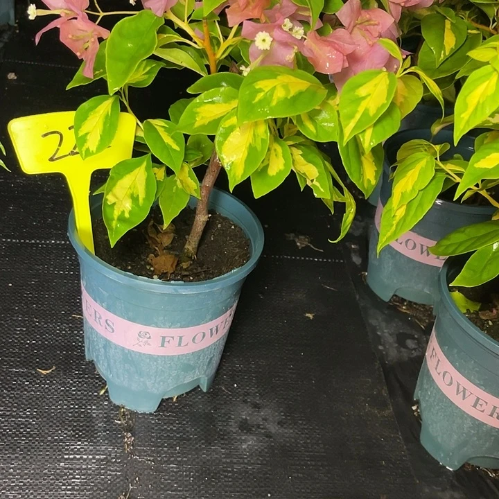 当前无花栽培后可以开花22金心橙白