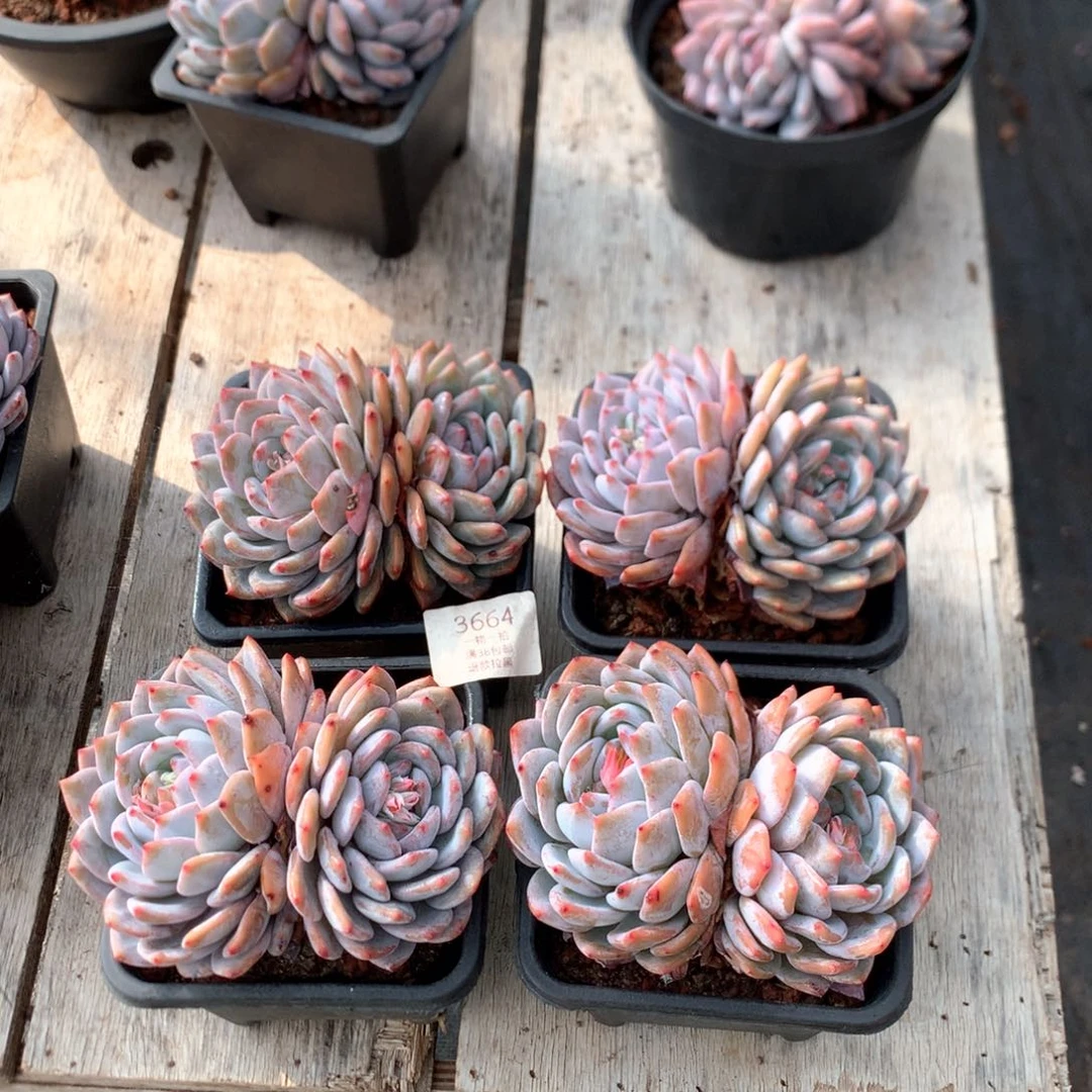 13厘米双头梦露四颗3664